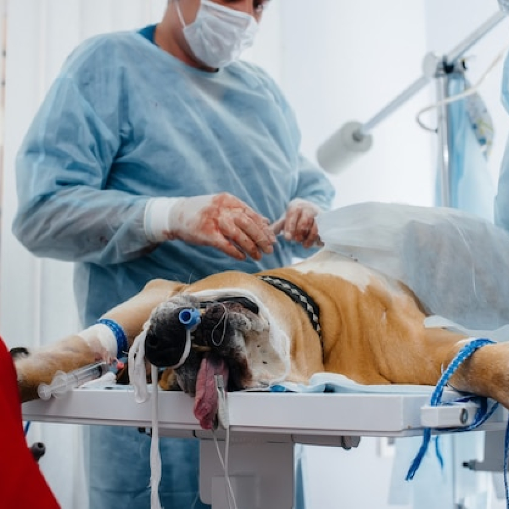 clinica-veterinaria-moderna-realiza-operacion-salvar-vida-perro-grande-cirugia-medicina_180601-13