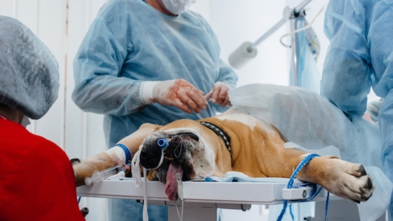 clinica-veterinaria-moderna-realiza-operacion-salvar-vida-perro-grande-cirugia-medicina_180601-13