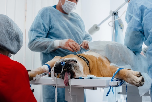 clinica-veterinaria-moderna-realiza-operacion-salvar-vida-perro-grande-cirugia-medicina_180601-13