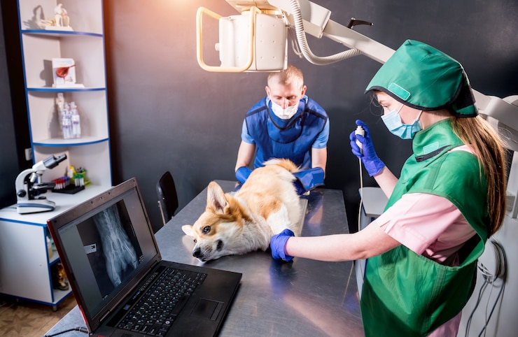 perro-examen-equipo-veterinario-sala-rayos-x_179755-11473